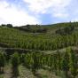 DOQ Priorat